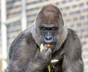 gorilla eating