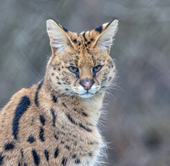 serval