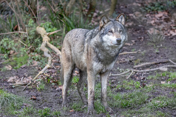 grey wolf lupus