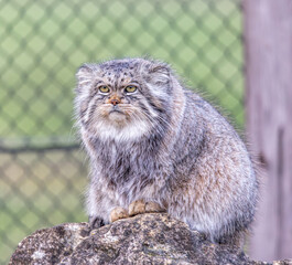 pallas cat