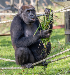 feeding gorilla