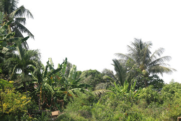 Fototapeta premium Coconut Tree Split Transparent Background