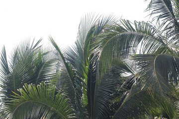 Fototapeta premium Coconut tree foliage with clear background