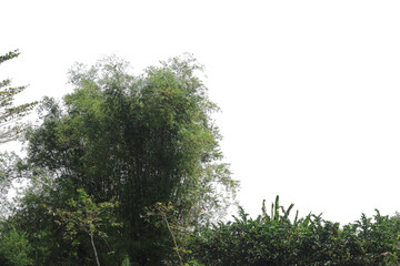 Bamboo clumps with a transparent background