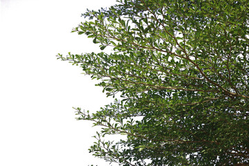 Taiwanese banyan foliage separated transparent background