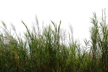 Reed bushes separating transparent background