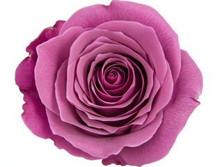 Beautiful Pink Rose with Green Leaves on Pure White Background, Photorealistic Detail, Studio Lighting, High-Quality Stock Photo