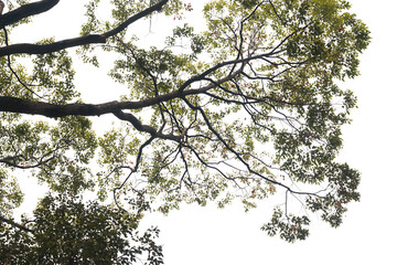 green branches separated from transparent background