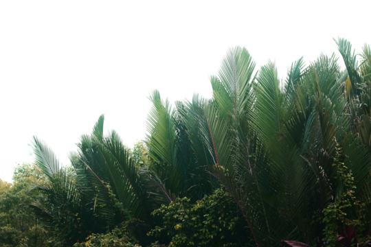 Nipa palm tree wallpaper on transparent background PNG