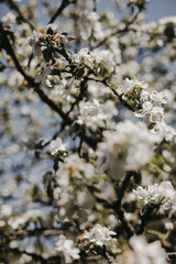 Close-up of a blossoming apple tree branch against a soft spring light. Delicate white petals of the flower surrounded by green foliage create an atmosphere of natural freshness and coziness. 