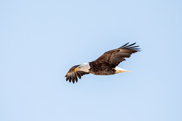 Adult bald eagle in flight in the clear blue sky with copy space for text. 