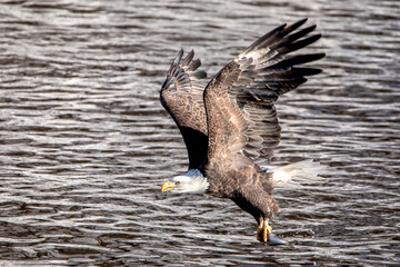 American bald eagle catching a fish out of the water on a winter day in Iowa, close up photo. 