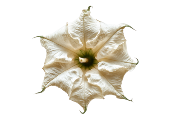 Photo of datura flower.