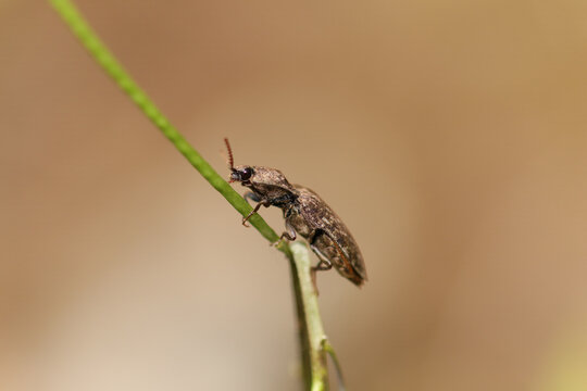 Taupin rongeur (Agrypnus murinus) - (Agrypnus murina)
Agrypnus murinus / Agrypnus murina in its natural element

