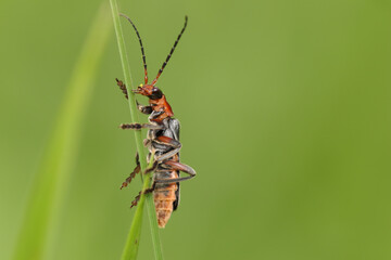 Téléphore sombre --- Cantharide commune (Cantharis fusca)
Cantharis fusca in its natural element
