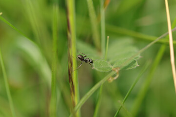 Fourmi soyeuse (Formica fusca)
Formica fusca in its natural element
