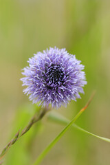 Globulaire (Globularia bisnagarica)
Globularia bisnagarica in flower

