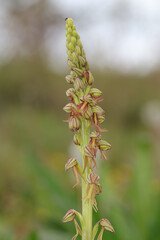 Orchis homme-pendu (Orchis anthropophora)
Orchis anthropophora in flower
