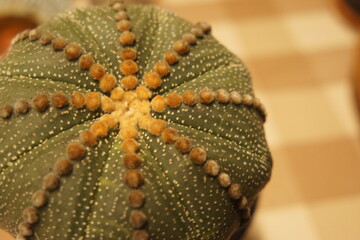 Obraz premium close up of a cactus