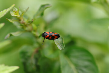 Cercope sanguin (Cercopis vulnerata)
Cercopis vulnerata in its natural element
