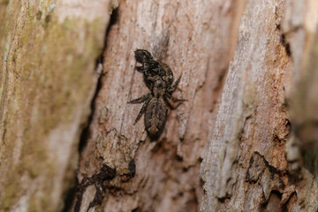 Marpissa muscosa
Marpissa muscosa in its natural element
