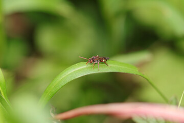 Nomada sp.
Nomada sp. in its natural element
