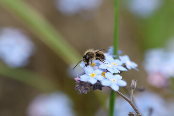 Osmie rousse commune (Osmia bicornis)
Osmia bicornis in its natural element
