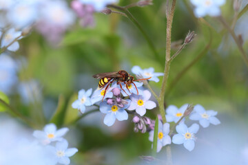 Nomade jaune (Nomada flava)
Nomada flava in its natural element

