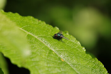 Lucilie soyeuse (Lucilia sericata)
Lucilia sericata in its natural element
