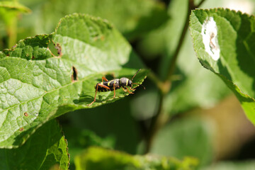 Clyte bélier (Clytus arietis)
Clytus arietis in its natural element
