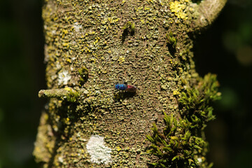 Guêpe-Coucou (Chrysis ignita)
Chrysis ignita in its natural element

