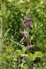 Ophrys x albertiana (O. apifera x fuciflora)
O. apifera x fuciflora in flower
