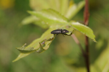 Cidnopus aeruginosus
Cidnopus aeruginosus in its natural element
