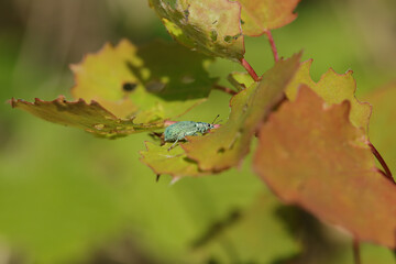 Charançon vert soyeux (Polydrusus formosus)
Polydrusus formosus in its natural element
