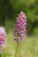Orchis x beyrichii (O. militaris x O. simia), 
O. militaris x O. simia in flower
