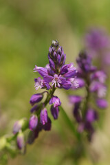 Polygala chevelu (Polygala comosa)
Polygala comosa in flower
