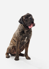 Obraz premium A Cane Corso tilts its head with a playful expression on a white background, showing a softer side of the breed. The contrast between the strong build is highlighted by the bright setting.
