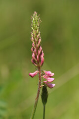Sainfoin (Onobrychis viciifolia)
Onobrychis viciifolia in flower
