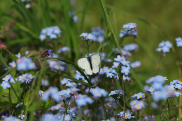 Pi&eacute;ride du navet (Pieris napi)
Pieris napi on an unidentified flower or plant
