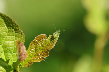 Grande sauterelle verte (Tettigonia viridissima)
Tettigonia viridissima in its natural element
