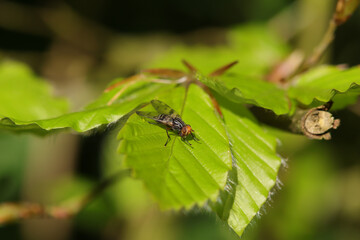 Otites ruficeps
Otites ruficeps in its natural element
