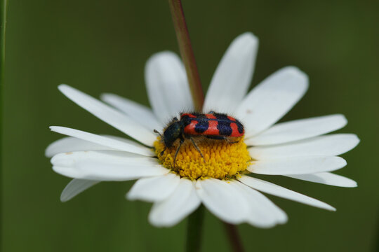 Clairon des ruches (Trichodes alvearius)
Trichodes alvearius in its natural element
