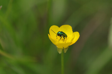 Cryptocephalus aureolus
Cryptocephalus aureolus in its natural element
