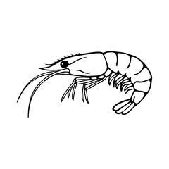 shrimp vector illustration on white background