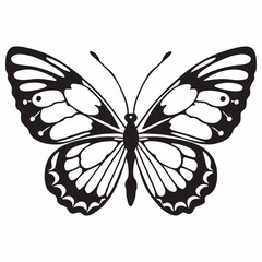 butterfly isolated on white