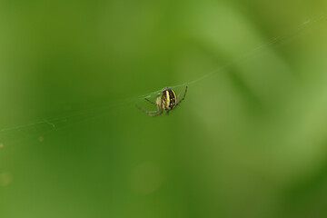 Mangore petite bouteille (Mangora acalypha)
Mangora acalypha in its natural element
