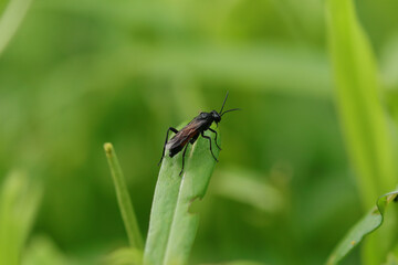 Macrophya annulata
Macrophya annulata in its natural element
