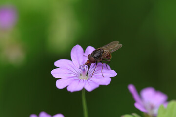 Rhingie champêtre (Rhingia campestris)
Rhingia campestris on an unidentified flower or plant

