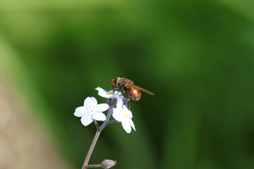 Rhingie champêtre (Rhingia campestris)
Rhingia campestris on an unidentified flower or plant
