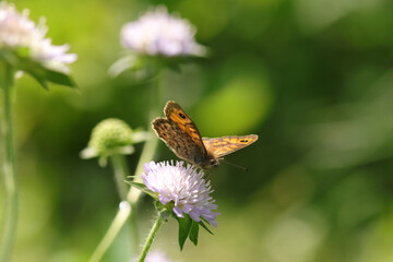 Mégère (♀) --- Satyre (♂)  (Lasiommata megera)
Lasiommata megera in its natural element
